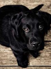 Professor Yan is goi