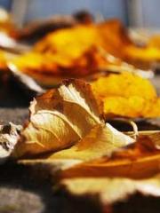 The Stand-in Wife Wa