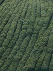 Bones-Eating Marriag